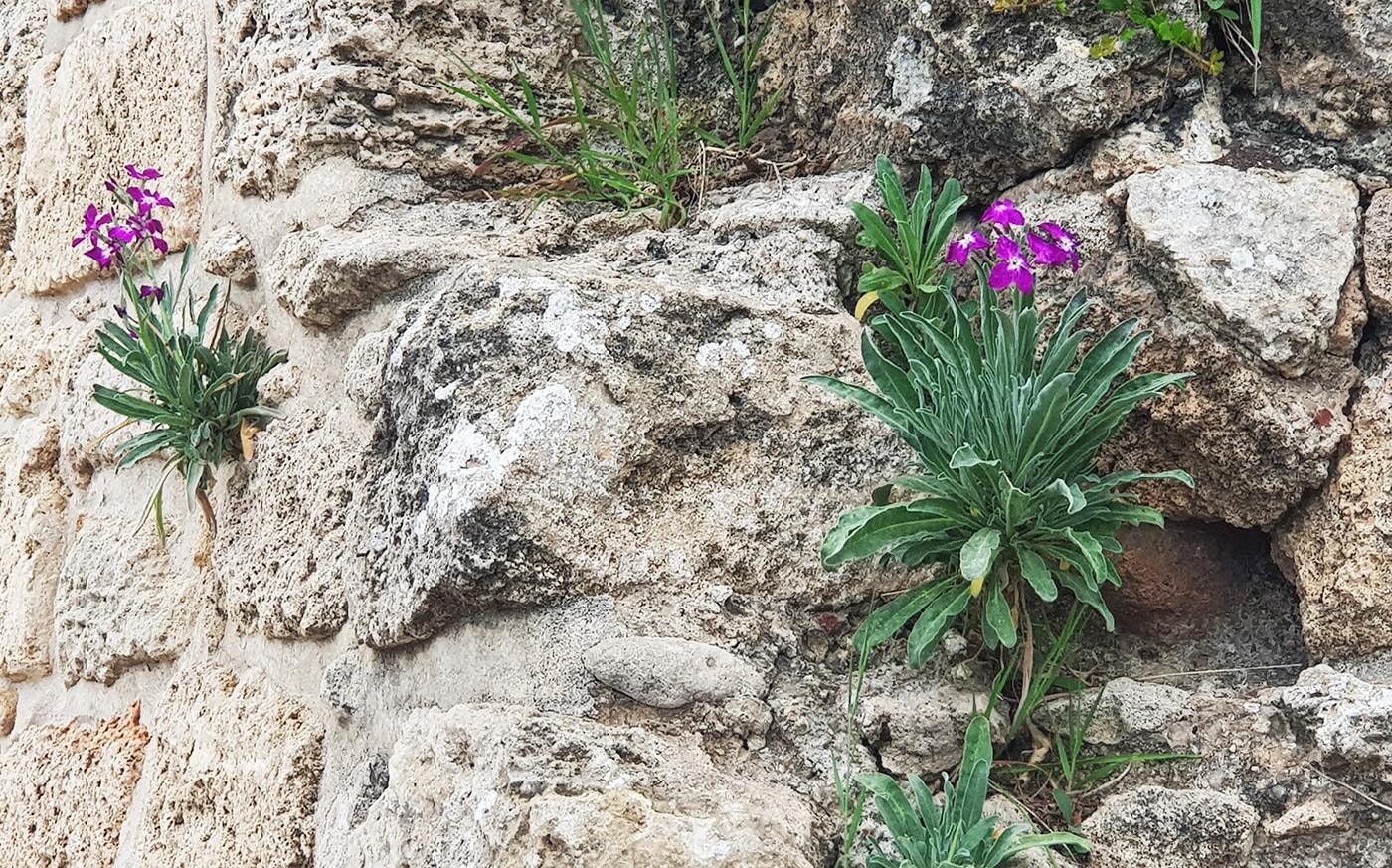 מראה כללי על חומות העיר עכו. צילום: איתן שפירא