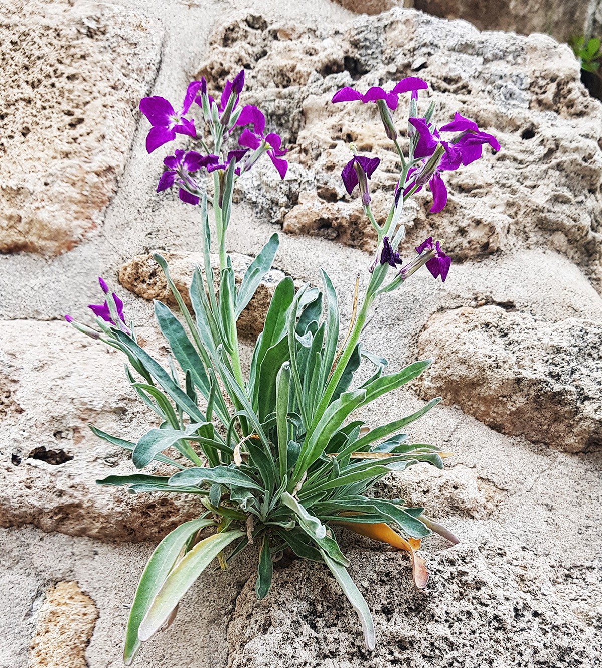 צמח בודד - מראה כללי. צילום: איתן שפירא