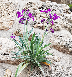 חומות עכו העתיקה, 4-2023. צילום: © איתן שפירא