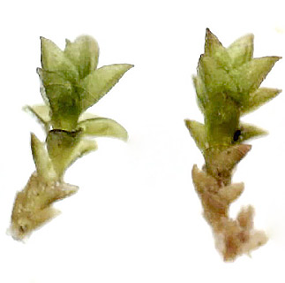 רכס חלוקים, 3-2023. צילום: © דרור מלמד