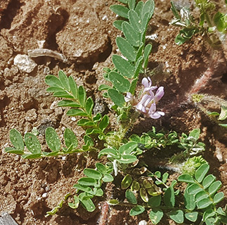 דרום הגולן -מצד חרוב, 19-4-2023. צילום: © איתן שפירא