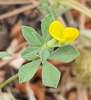 יער ביריה - ליד עין מרגנית , 30.5.2023. צילום: © עירית צוק קובצ'י