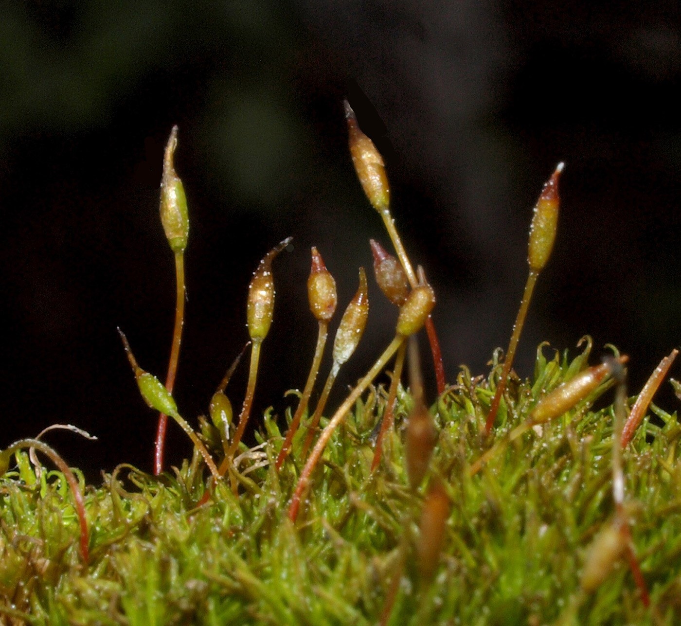 יער חורשים , 4-2023. צילום: © דרור מלמד