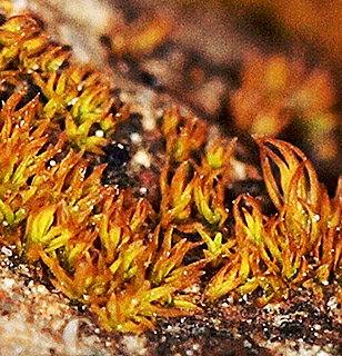 יער חורשים , 4-2023. צילום: © דרור מלמד