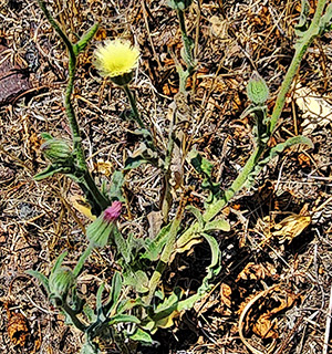 תל-פארס, גולן , 21.6.2023. צילום: © איתן שפירא