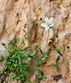 מצפה שלגים בחרמון , 7-2023. צילום: © עירית צוק קובצ'י