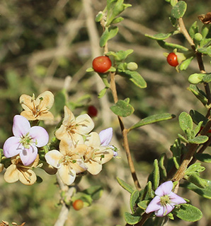 צילום: © איתן שפירא   חניון הרועה ליד שדה בוקר, 6.9.2016