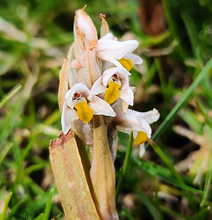בדשא בקיבוץ אליפז, 2-2024. צילום: © איתן שפירא