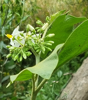 במטע זיתים במושב גמזו , 4-2024. צילום: © שרה גולד