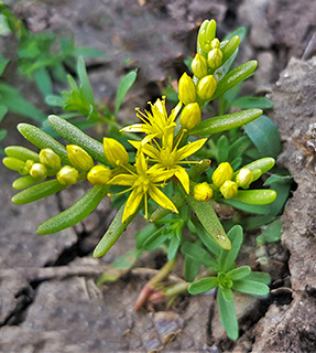 נחל אל-על בגולן ממזרח למאגר רוויה , 5-2024 . צילום: © איתן שפירא