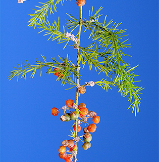 ליד בית חנן , 1-2019. צילום: © דרור מלמד