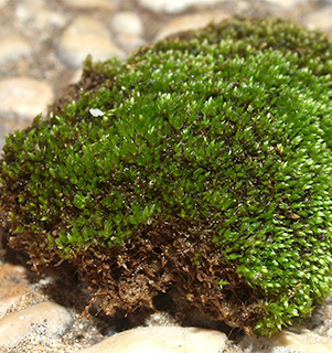 טחובית קצרת-חוד. צילום: © דרור מלמד