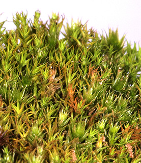 נחל חצץ , 2-2024. צילום: © דרור מלמד