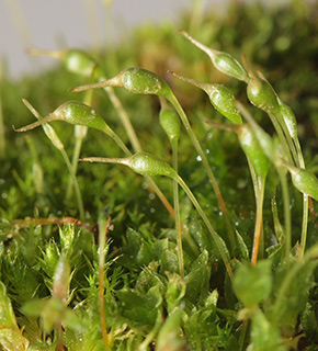 נחל חצץ , 2-2024. צילום: © דרור מלמד