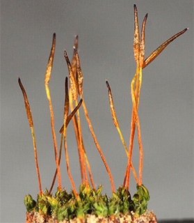 
 נחל חצץ , 2-2024. צילום: © דרור מלמד