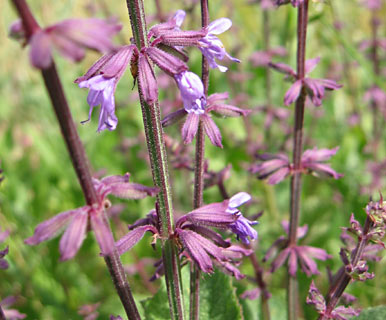 צילום: © שרה גולד