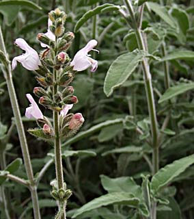 לוזית, מרץ. צילום: © שרה גולד