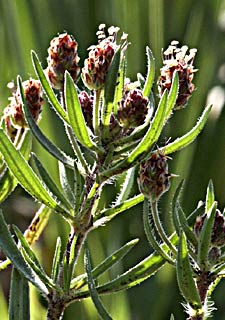 צילום: © עמיקם שוב