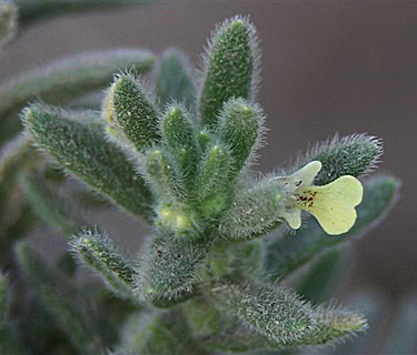 גבעות הכורכר נס ציונה. צילום: © אלי יבנה