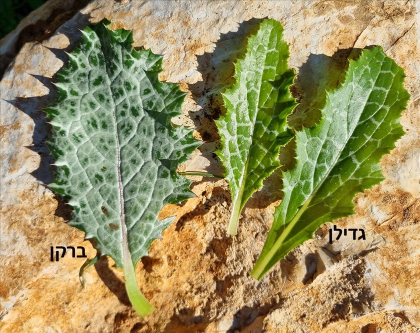 עלי גדילן מול עלי ברקן. צילום: שרה גולד