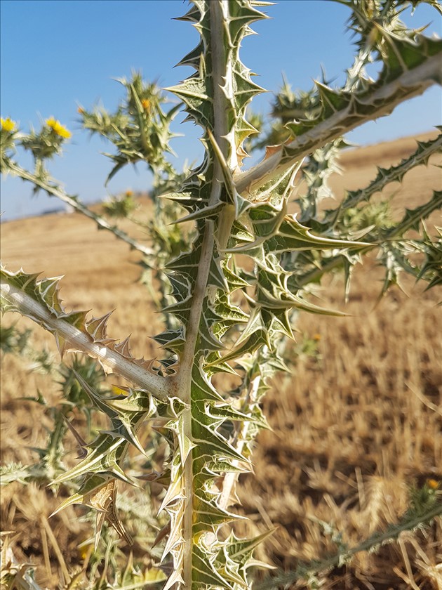 גבעול. צילום: עמרם אשל