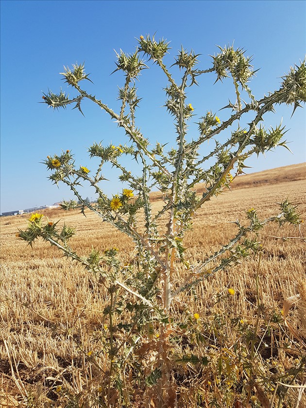 מראה כללי. צילום: עמרם אשל