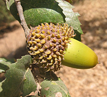 כרכור, ספטמבר. צילום: © שרה גולד