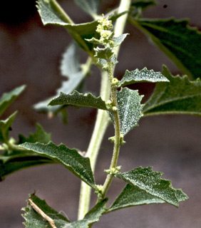 חרמון, אוקטובר. צילום: © שמעון כהן-סיוון