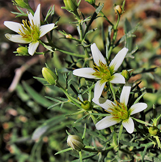 בארותיים , 16.4.2018. צילום: © איתן שפירא