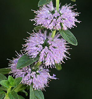 שלולית לוינסקי, 7-2021. צילום: © שרה גולד