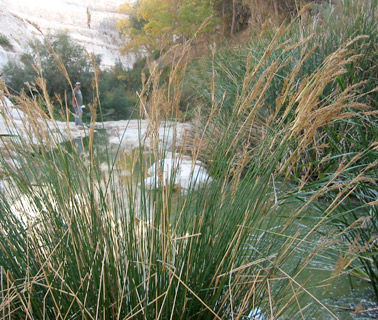 עין עבדת, דצמבר. צילום: © שרה גולד