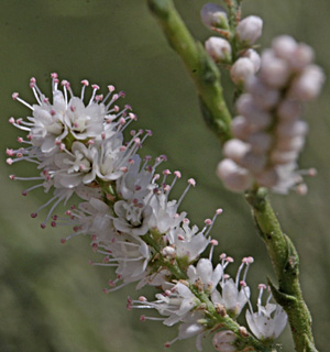 החולה, אוגוסט. צילום: © שמעון כהן-סיוון
