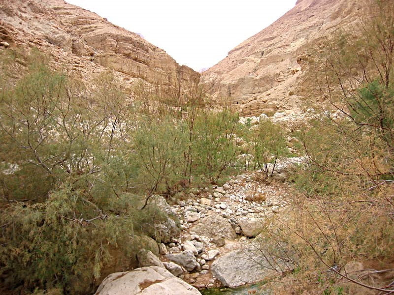 בנחל ערוגות. צילום: שרה גולד