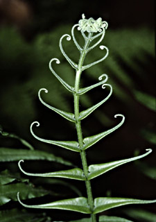 צילום: © עמיקם שוב