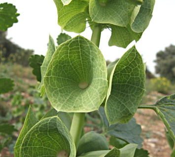 מושב גמזו, מאי. צילום: © שרה גולד