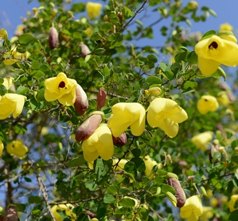 בוהיניה לבידה. צילום סימה קגן