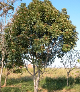 הרפיפילום אפריקאי. צילום: סימה קגן