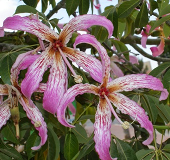 צייבה הדורה. צילום: פבלו צ'רקסקי