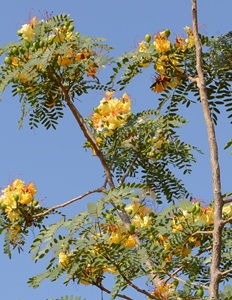 צאלון דקרי. צילום: סימה קגן