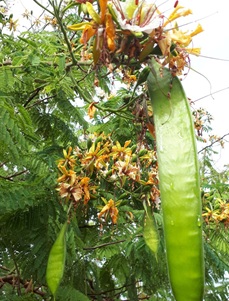 צאלון רם. צילום: סימה קגן