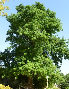 צייבה מחומשת. צילום. סימה קגן