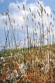 צילום: © עמיקם שוב