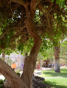 ערף דביק. צילום: סימה קגן