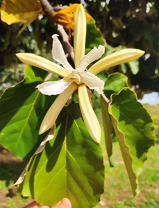 פטרוספרמון אדרי. צילום: סימה קגן