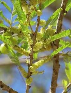 פילנתוס אמבליקה. צילום: פבלו צ'רקסקי