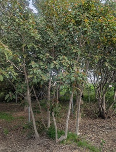 פיקוס ברטר. צילום: סימה קגן
שדה בוקר, 2-2024. צילום: © דרור מלמד