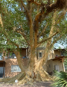 פיקוס השקמה תת.מין אפריקאי. צילום: סימה קגן