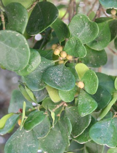 פיקוס משולש - עלים ופגות. צילום: פבלו צ'רקסקי