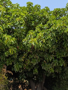 פיקוס צהוב. צילום: סימה קגן