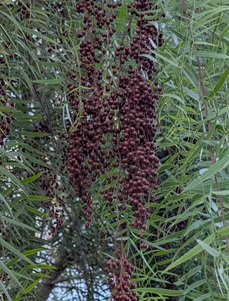 פלפלון ארירה. צילום: סימה קגן